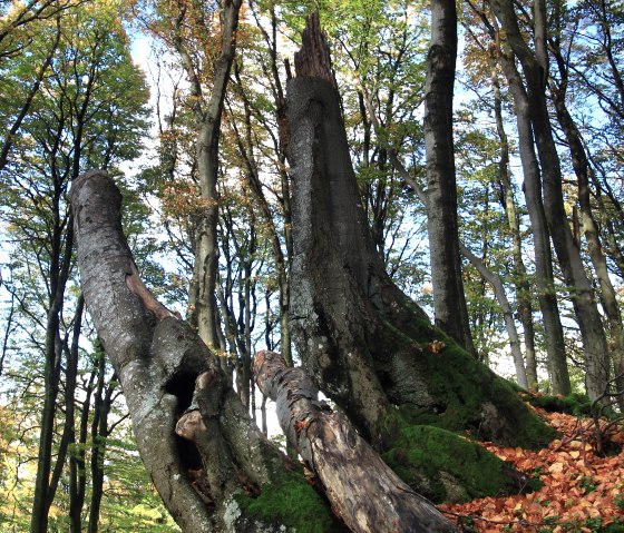 Rotbuchen, © Oliver Gaab