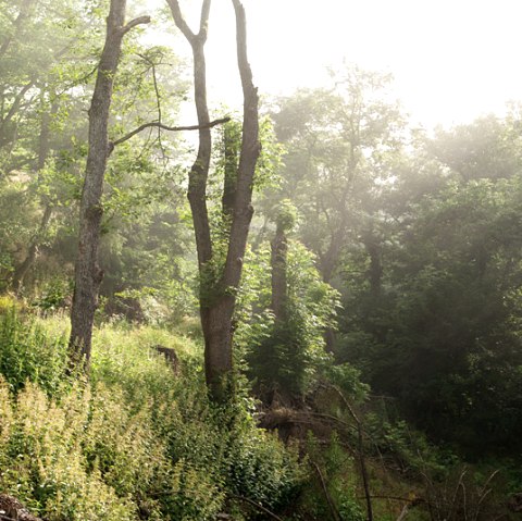 Eifel forest, &copy; V. Teuschler