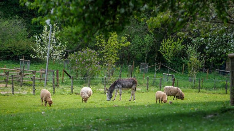 Een schilderachtig weiland met meerdere schapen en een ezel. De omgeving is groen en omringd door bomen.