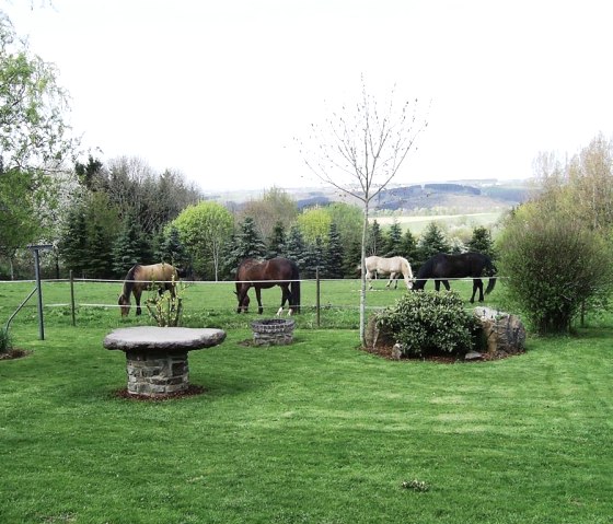 angrenzende Pferdekoppel, &copy; Theis