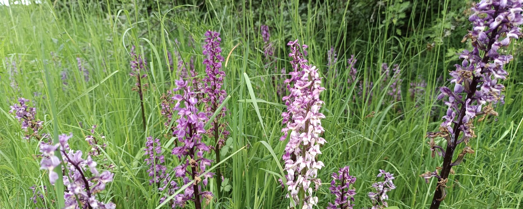 Orchidee, &copy; TI Bitburger Land