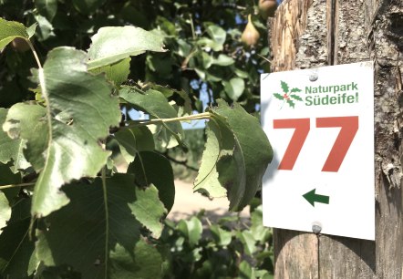 Ein Wegweiser mit der Nummer 77 des Naturparks S&uuml;deifel ist an einem Baumstamm befestigt, umgeben von gr&uuml;nen Bl&auml;ttern., &copy; TI Bitburger Land