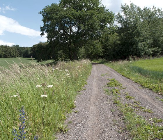 A country lane at the edge of the forest with tall grasses and wildflowers, blue sky and white clouds., &copy; V. Teuschler