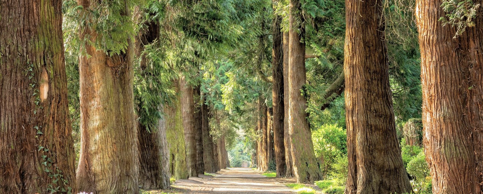 Wald, &copy; Pixabay