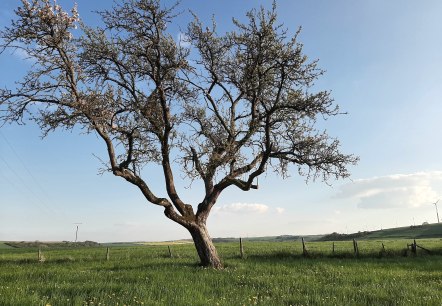 Landschaft in Idesheim, &copy; Frau Michels