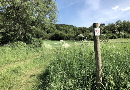 Ein Holzpfosten mit der Markierung '75' steht auf einer grünen Wiese im Naturpark Südeifel. Im Hintergrund sind Bäume und blauer Himmel zu sehen., © TI Bitburger Land