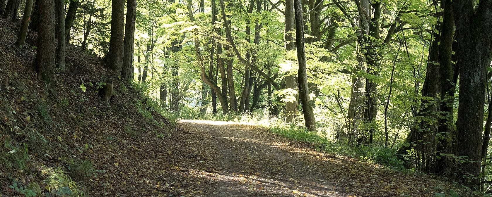 A forest path in the Nusbaumer Hardt, lined with tall trees through which sunlight falls. The ground is covered with leaves., © V. Teuschler