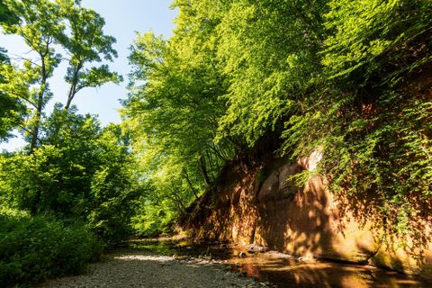 Ein ruhiger Flusslauf mit steilen, bewaldeten Ufern. Das Sonnenlicht scheint durch die Bäume und schafft eine grüne, einladende Atmosphäre.