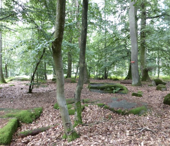 Ein dichter Wald mit moosbedeckten Steinen und Laub bedecktem Boden. Die Bäume sind hoch und dicht bewachsen., © Elke Wagner, Felsenland Südeifel Tourismus GmbH