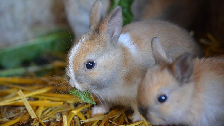 Twee schattige konijnen op stro met verse groene planten. Ze zien er nieuwsgierig en speels uit.