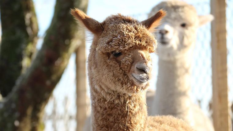 Een close-up afbeelding van twee alpaca's. Een heeft een bruine, fluffy vacht en kijkt recht in de camera.