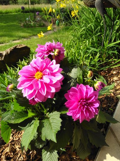 Eine blühende Pflanze mit großen, rosa Dahlien. Im Hintergrund sind grüne Wiesen und gelbe Blumen zu sehen.