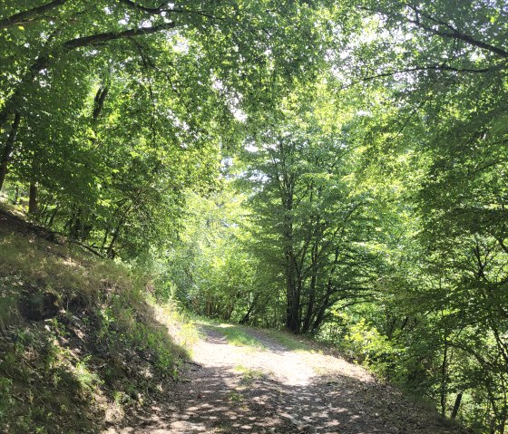 Ein schattiger Waldweg, gesäumt von üppigen grünen Bäumen, durch den Sonnenlicht fällt., © Tourist-Information Islek