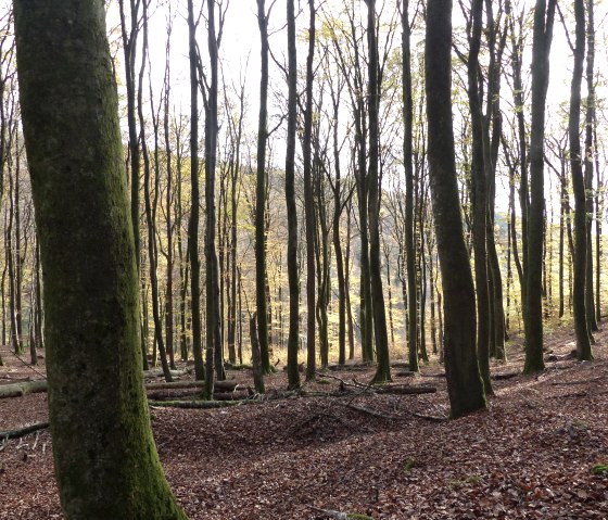 Herbstwald, &copy; Tourist-Information Islek