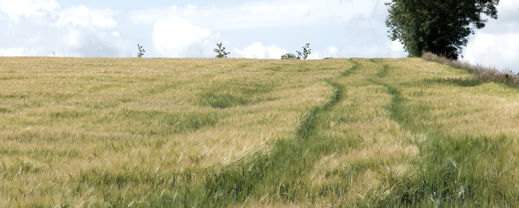 Wide field with tall grass and a path leading to the horizon. A tree stands on the right at the edge under a cloudy sky., &copy; V. Teuschler
