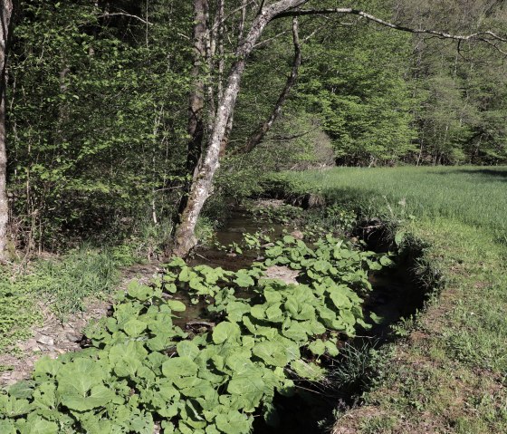 Mühlbach stream on hiking trail no. 3, © Tourist-Info Islek