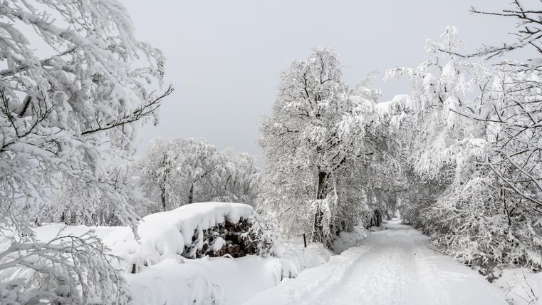 Ein verschneiter Weg führt durch eine winterliche Landschaft. Die Bäume sind schwer mit Schnee bedeckt und der Himmel ist grau.