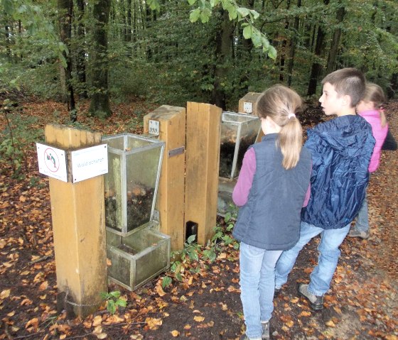 Three children look at a forest experience station in the autumn forest. A sign with the inscription "Forest protects" is visible., &copy; Tourist-Information Bitburger Land