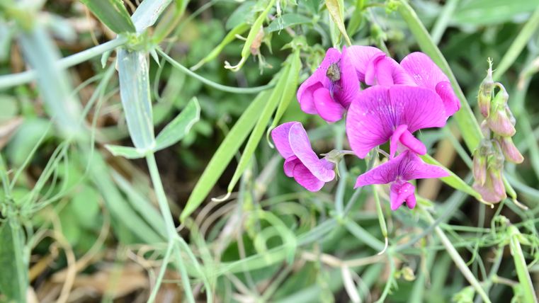 Nahaufnahme einer pinken Blume mit grünen Blättern im Naturpark Südeifel.
