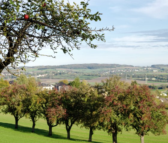 Ein Apfelbaum mit roten Äpfeln ragt in eine grüne Streuobstwiese. Im Hintergrund erstreckt sich eine hügelige Landschaft., © TI Bitburger Land