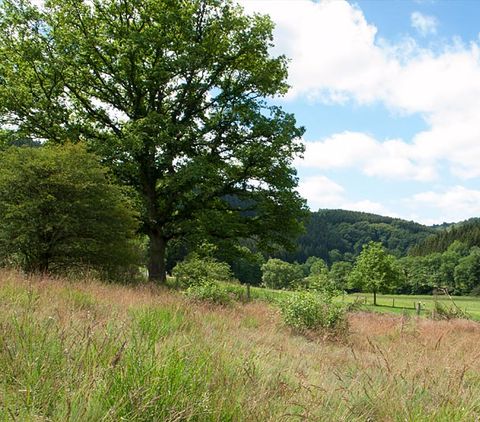 Landscape in the Eifel valley with trees and meadows under a blue sky.