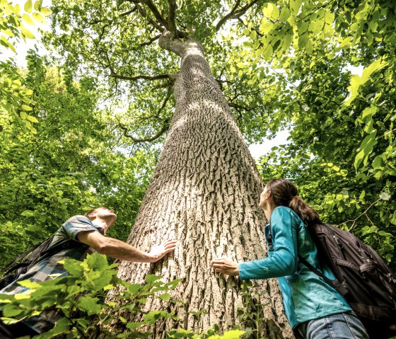 Zwei Personen stehen im Wald und schauen fasziniert zu einem hohen Baum hinauf. Der Baum ist von dichtem grünen Laub umgeben., © Eifel Tourismus, Dominik Ketz
