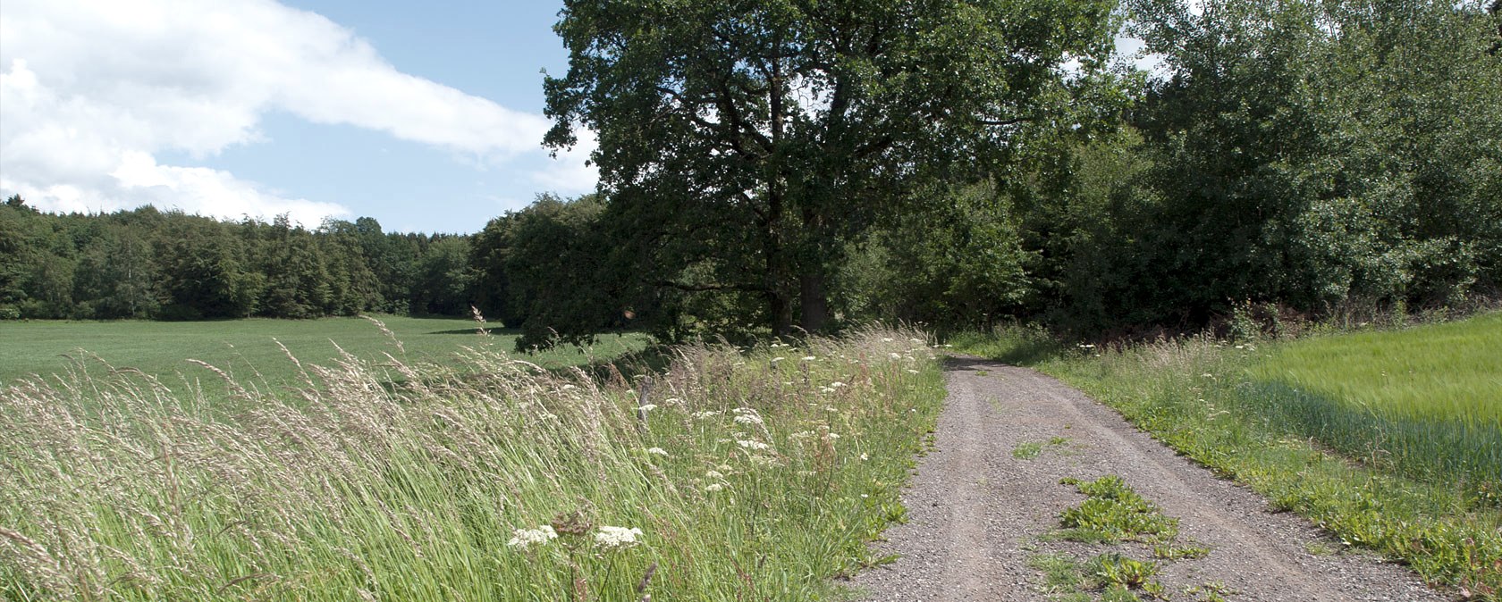 A country lane at the edge of the forest, lined with tall grasses and trees, under a blue sky., &copy; V. Teuschler