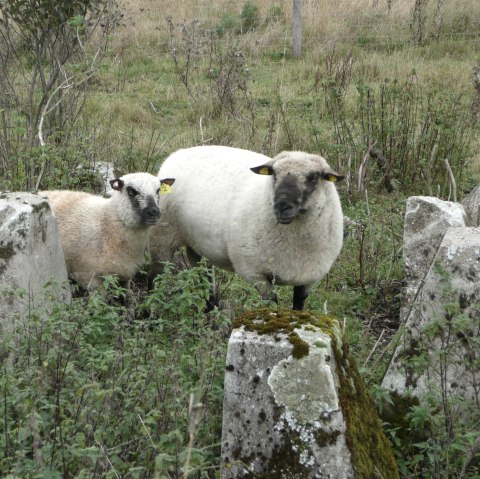 Schafe an der H&ouml;ckerlinie, &copy; DLR Eifel