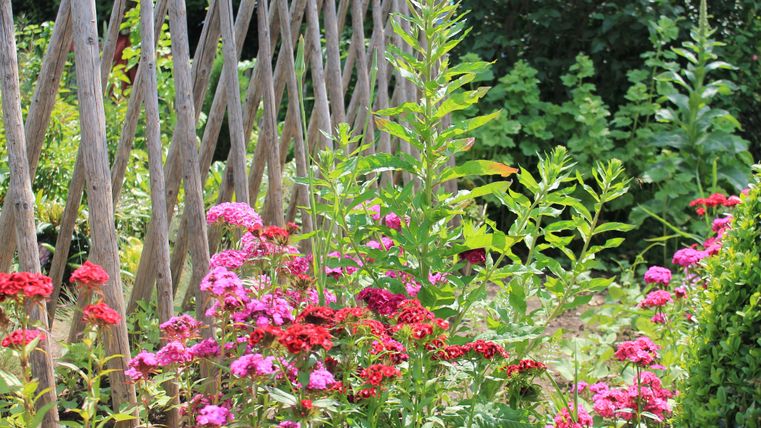 Ein bunter Garten mit roten und rosa Blumen. Im Hintergrund ist ein Holzzaun zu sehen.