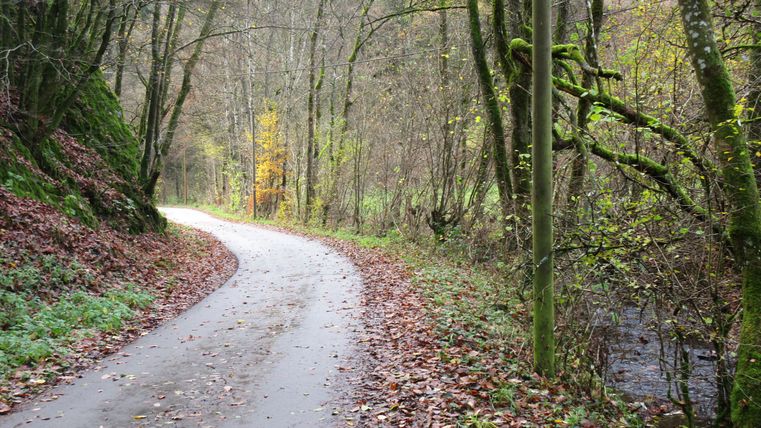 Ein schmaler Weg im Radenbachtal, gesäumt von Bäumen mit Herbstlaub und einem kleinen Bach rechts.