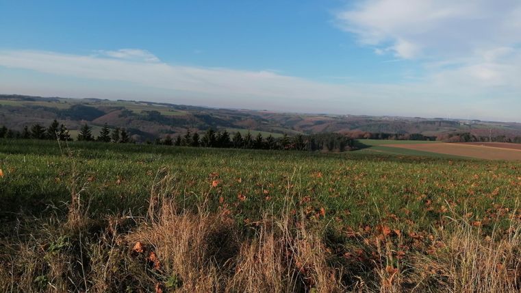 Eine weite Landschaft mit sanften Hügeln und einem klaren blauen Himmel. Die Wiese im Vordergrund hat trockene Gräser und einige bunte Blätter.