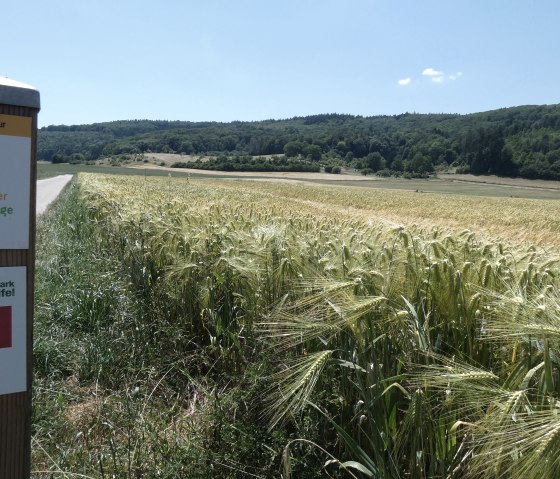 Wegweiser der Bitburger Landgänge im Naturpark Südeifel neben einem Feldweg, umgeben von Getreidefeldern und Wald im Hintergrund., © TI Bitburger Land