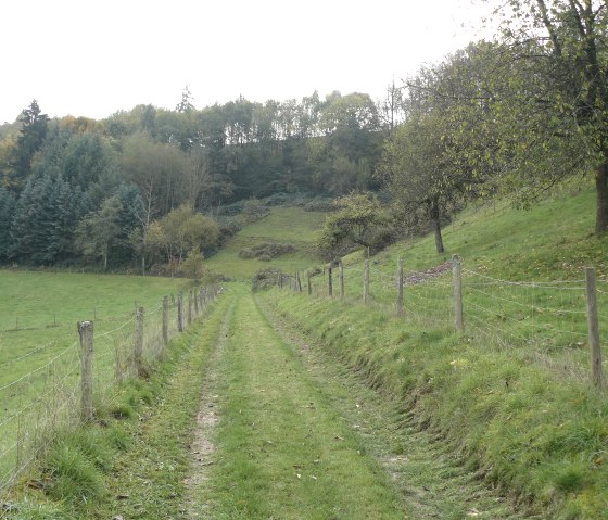 Ein schmaler, grasbewachsener Weg führt durch eine hügelige Landschaft mit Bäumen und einem Zaun. Im Hintergrund sind Wälder zu sehen., © Felsenland Südeifel Tourismus GmbH, Christian Calonec-Rauchfuss