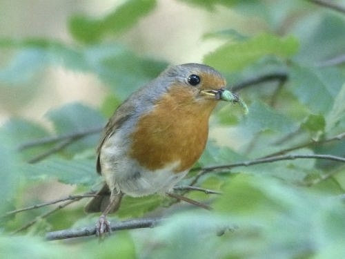 Rotkehlchen im Wald, &copy; Landesforsten.RLP.de/Martin Lotze