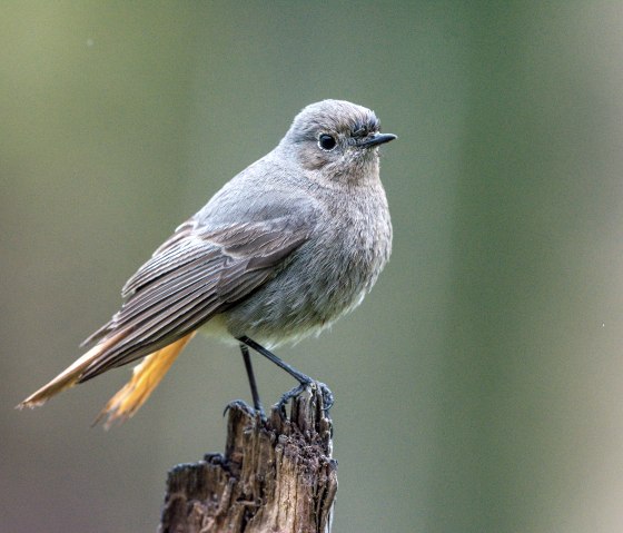 Hausrotschwanz, &copy; Manfred_Stöber-stock.adobe.com