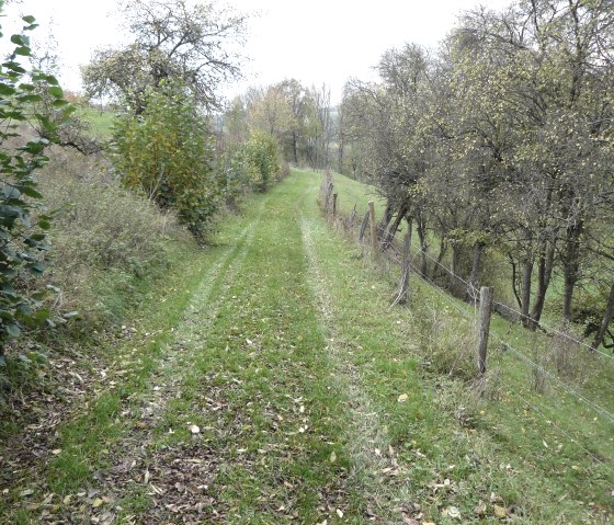 Typical orchards, © Felsenland Südeifel Tourismus, Christian Calonec-Rauchfuss