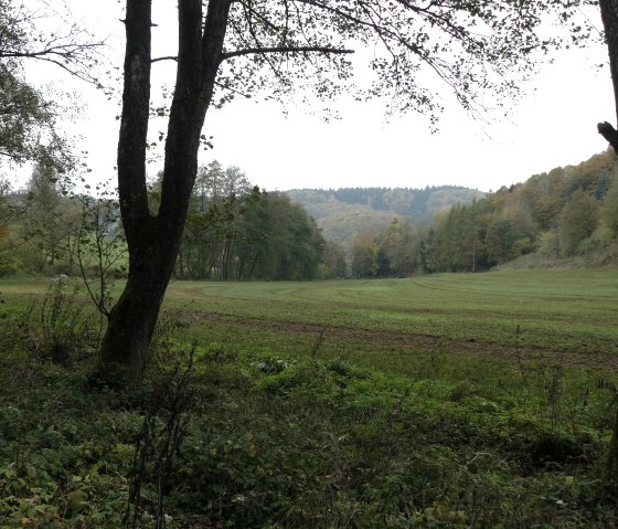 Grüne Wiese mit Bäumen im Vordergrund, umgeben von Wald und Hügeln im Hintergrund. Ein ruhiger, natürlicher Ausblick., © Felsenland Südeifel Tourismus GmbH, Christian Calonec-Rauchfuss