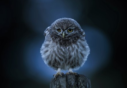 Steinkauz, &copy; Naturpark S&uuml;deifel/Thomas Kirchen