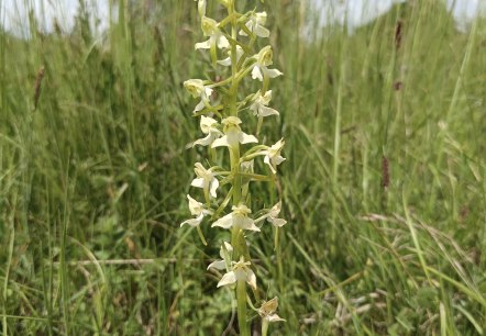 Orchideenwanderung, &copy; TI Bitburg