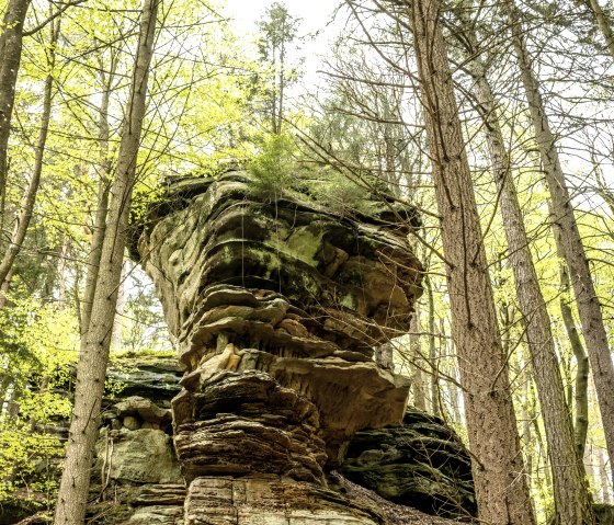 Predigstuhl: Ein imposanter Sandsteinfelsen im Wald, umgeben von hohen Bäumen und frischem Frühlingslaub. Der Felsen hat eine markante, gestufte Form., © Eifel Tourismus GmbH, Dominik Ketz