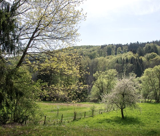 Umgebung von Malberg, © TI Bitburger Land