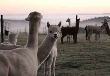 Hocheifel Alpakas, © Balter - Hocheifel Alpakas