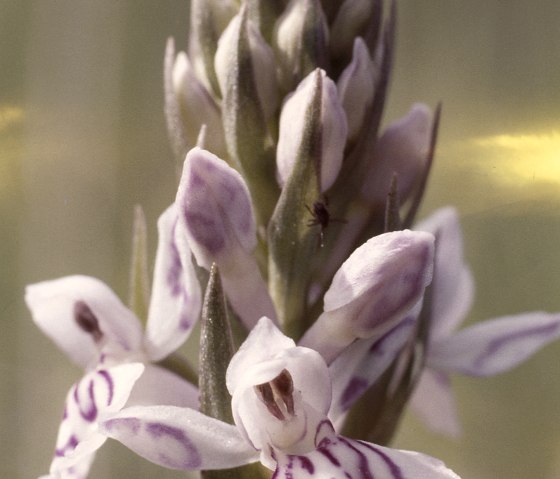 Gefleckte Knabenkraut (Dactylorhiza maculata) , &copy; Werner Becker