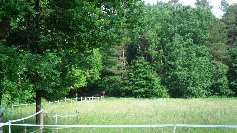 Une prairie verte entourée d'arbres. À l'arrière-plan, des forêts denses sont visibles.