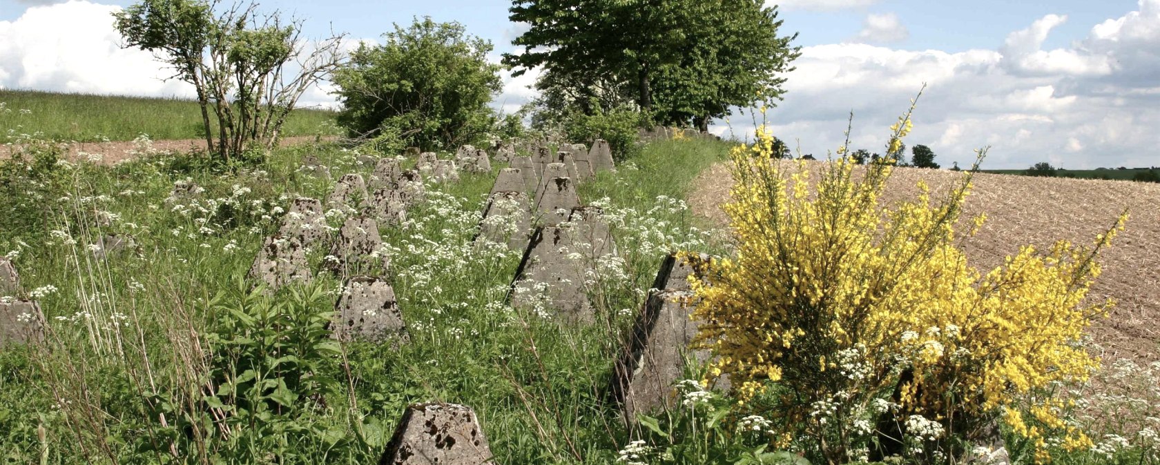 H&ouml;ckerlinie Westwall-Wanderweg, &copy; DLR Eifel