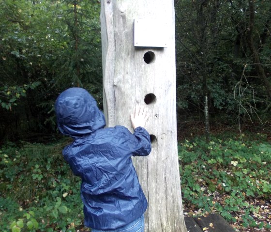 A child in a blue rain jacket explores a hollow tree trunk with holes. The tree trunk is standing on a platform in the forest., © Tourist-Information Bitburger Land