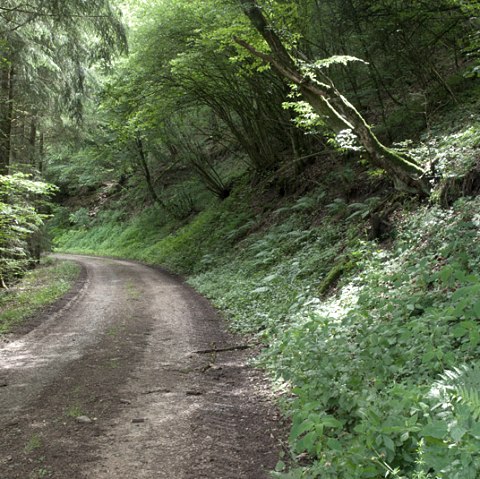 Forest path in the Prümtal, © V. Teuschler