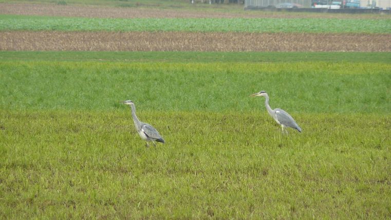 Twee reigers staan op een groene weide in de Enzaue.