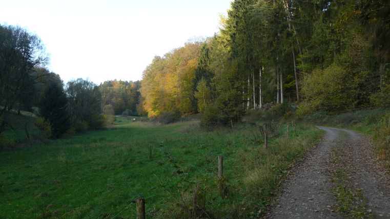 Un chemin forestier dans la vallée d'Alsbach, entouré d'arbres et de prairies.