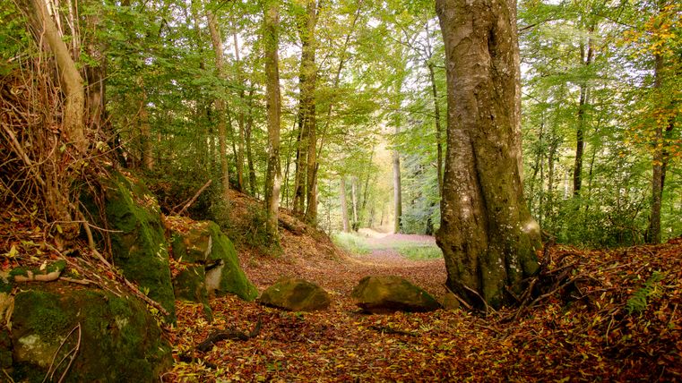 Ein Waldweg mit herbstlichem Laub und großen Bäumen.